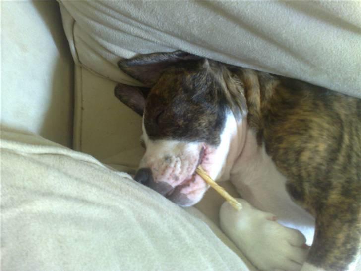 Amerikansk staffordshire terrier Lou - Her er jeg så 9 uger , og er faldet i søvn med min pind :) billede 14