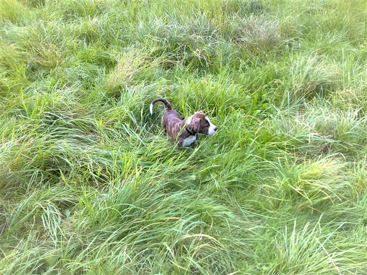 Amerikansk staffordshire terrier Lou - Se hvor stor jeg er :) billede 15