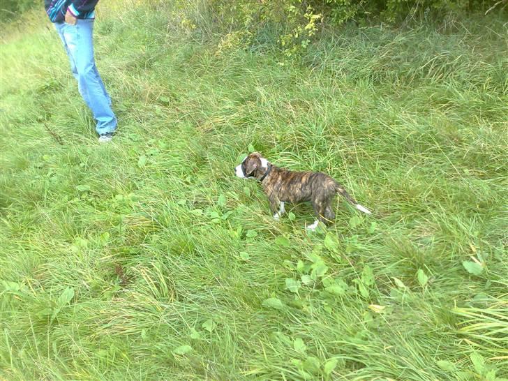 Amerikansk staffordshire terrier Lou - Hvor blev den bold af :P!? billede 16