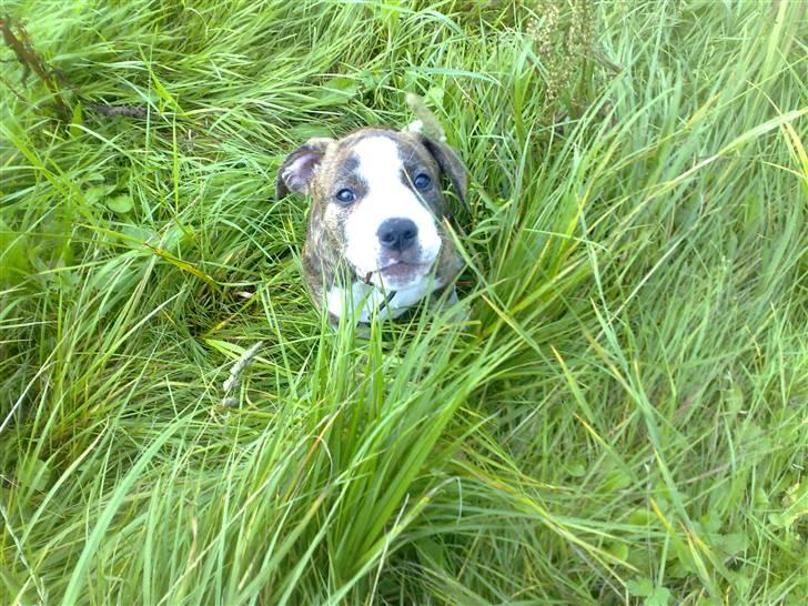 Amerikansk staffordshire terrier Lou - Jaaa , jeg lytter : D? billede 17