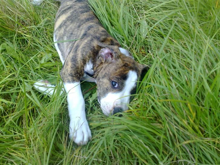 Amerikansk staffordshire terrier Lou - PLEASE ? billede 18