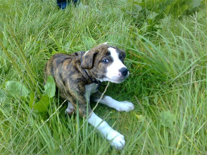 Amerikansk staffordshire terrier Lou - Lige 2 sekunder.. Det klør :) billede 19