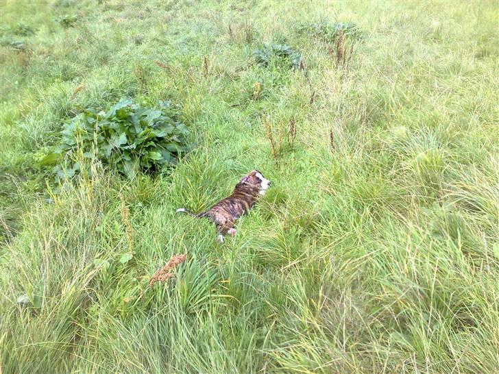 Amerikansk staffordshire terrier Lou billede 20