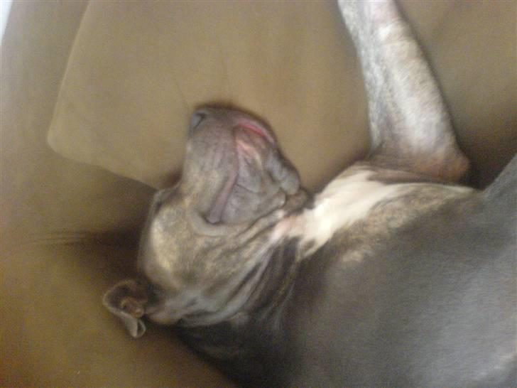 Amerikansk staffordshire terrier Thorvald billede 8