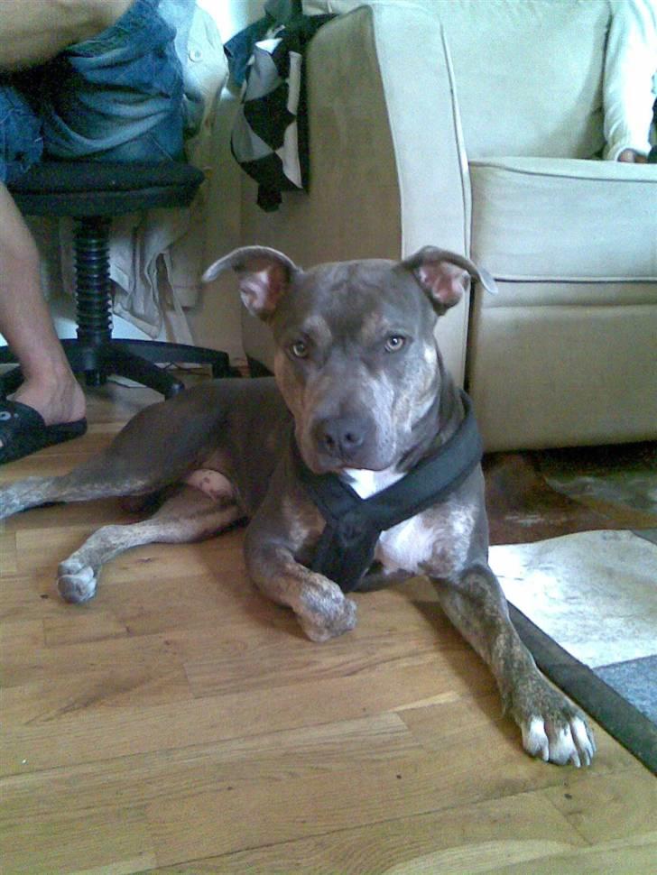 Amerikansk staffordshire terrier Thorvald - Se hvor lækker jeg er ;) billede 9