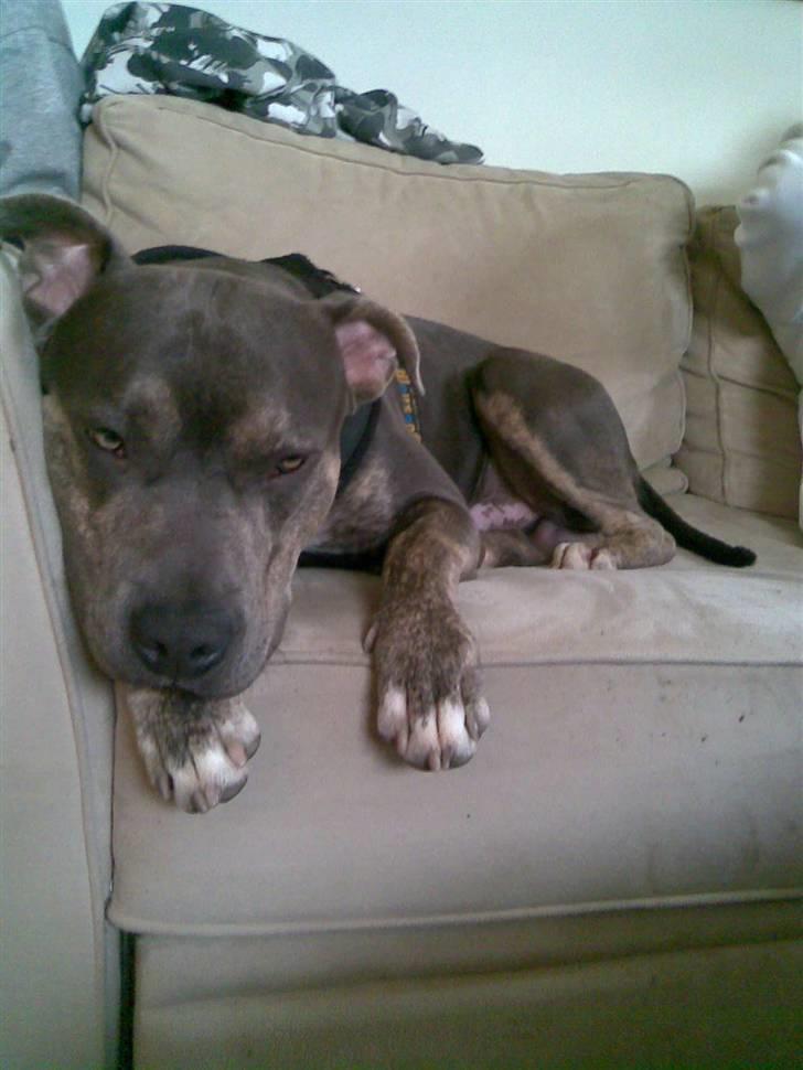 Amerikansk staffordshire terrier Thorvald billede 10