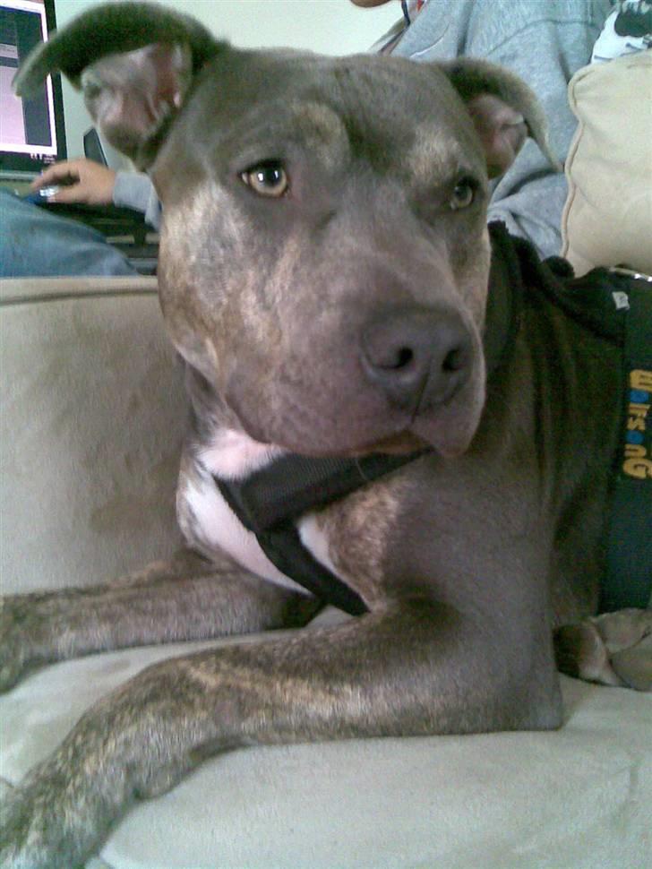 Amerikansk staffordshire terrier Thorvald billede 11