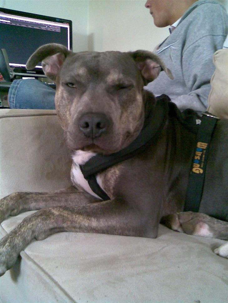 Amerikansk staffordshire terrier Thorvald billede 12