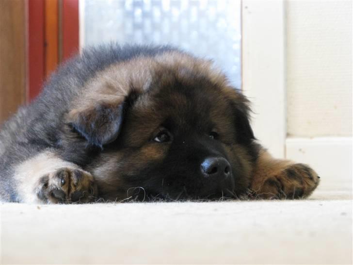 Eurasier Alfons<3 billede 15