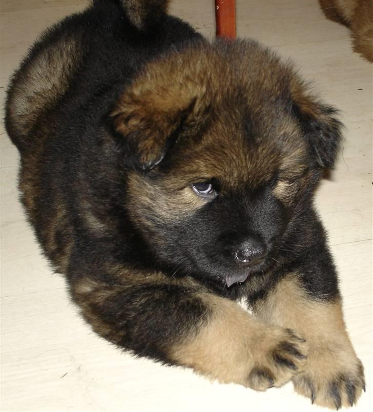 Eurasier Alfons<3 billede 16