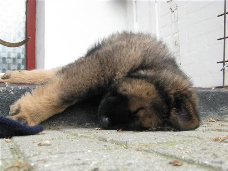 Eurasier Alfons<3 billede 17