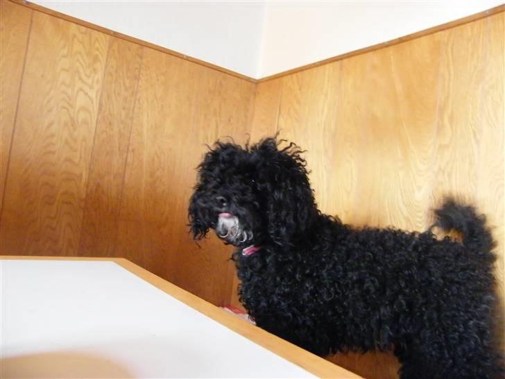 Dværgpuddel ~Krølle~ billede 10