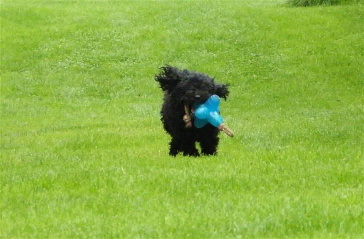 Dværgpuddel ~Krølle~ billede 11