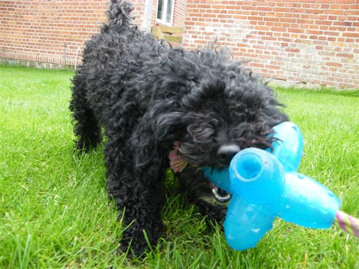 Dværgpuddel ~Krølle~ billede 12