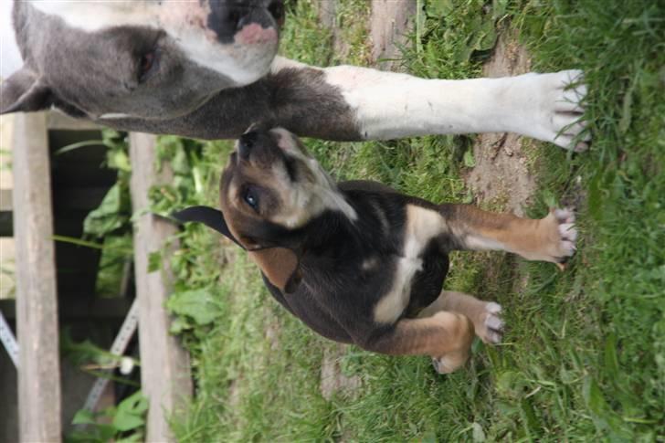 Cane corso capello  billede 11