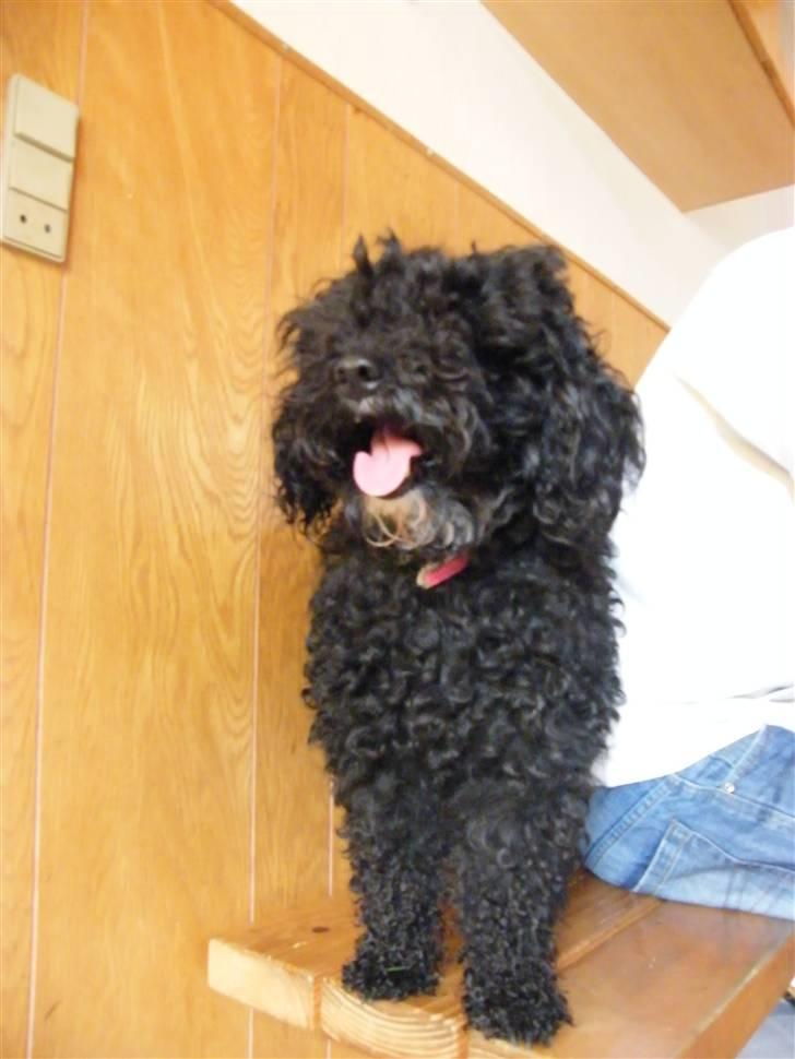 Dværgpuddel ~Krølle~ billede 13