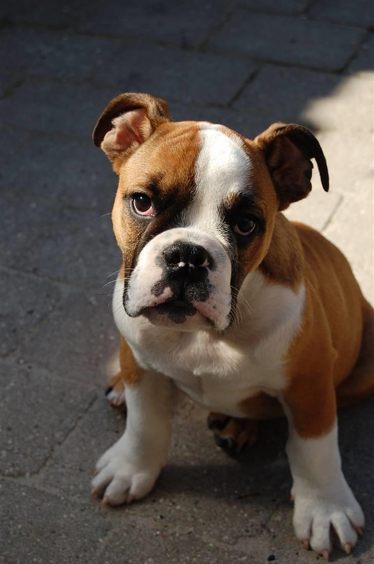 Engelsk bulldog Homer zetzsche Von kynoff - Er jeg ikke bare dejlig?;=) billede 5