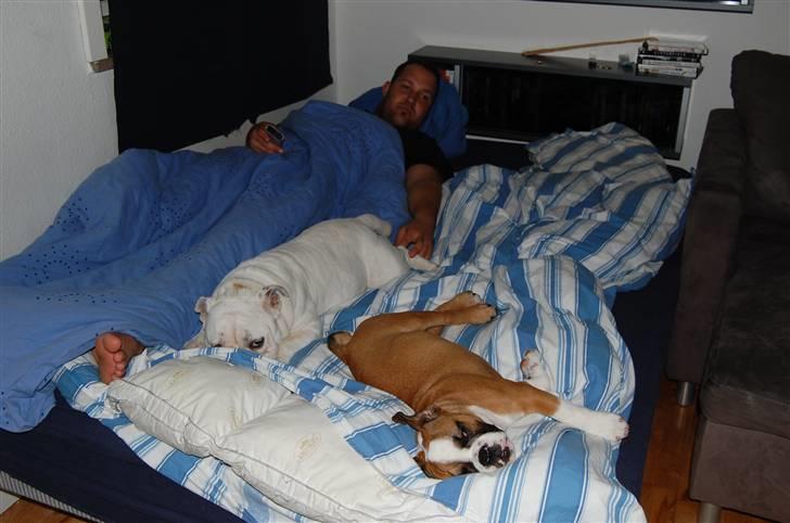 Engelsk bulldog Homer zetzsche Von kynoff - Slapper af med far, det er min søster ved siden af. billede 6