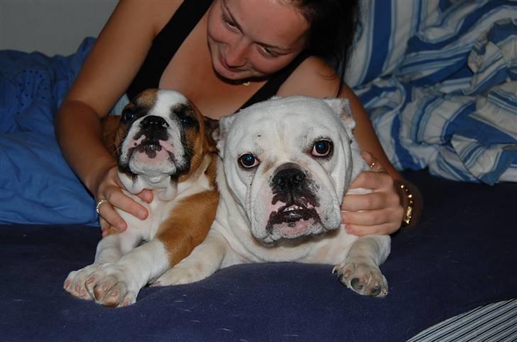 Engelsk bulldog Homer zetzsche Von kynoff - er lige vågnet sammen med mor og søster. billede 7