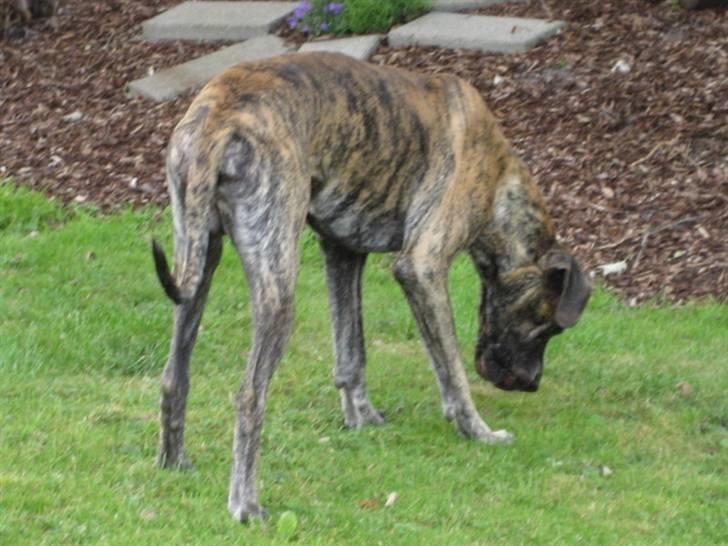 Grand danois Thor billede 1