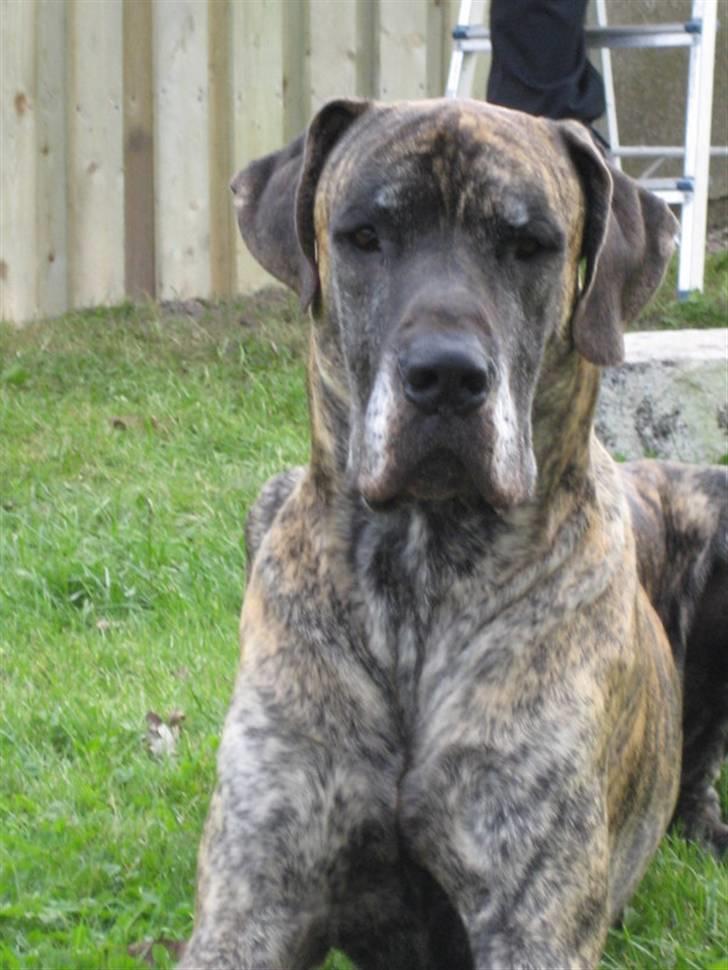 Grand danois Thor billede 2