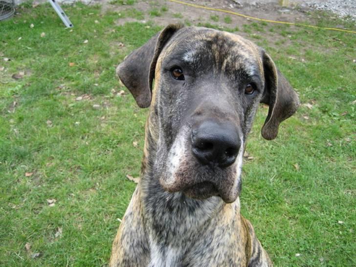 Grand danois Thor billede 3