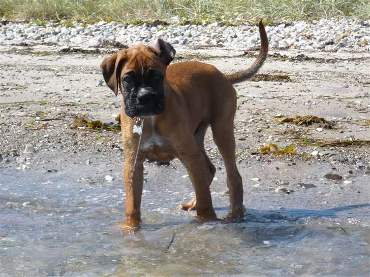 Boxer Tyson - På stranden billede 7