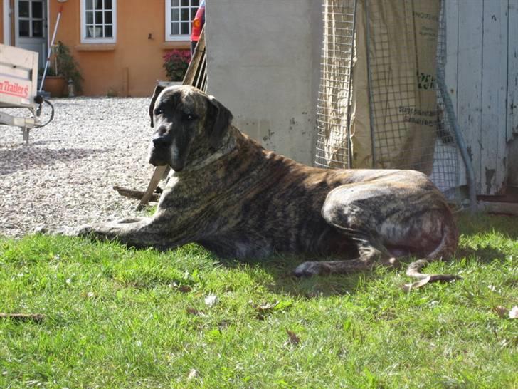 Grand danois Thor billede 4