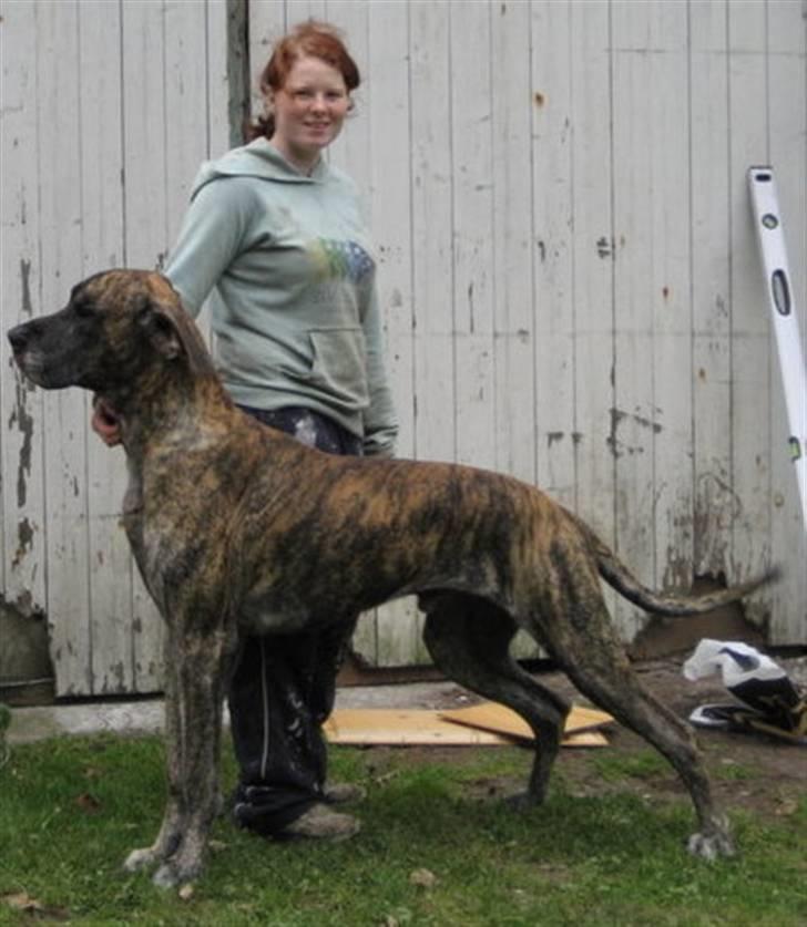 Grand danois Thor billede 5