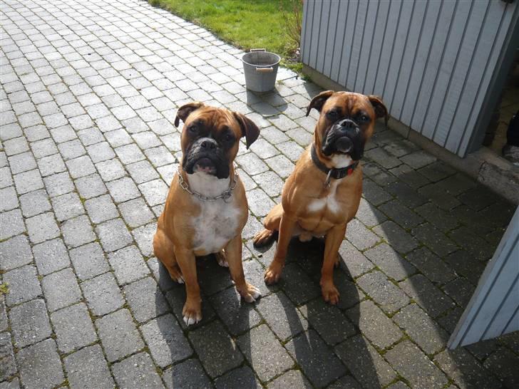 Boxer Tyson - Min bror Jago og mig billede 8