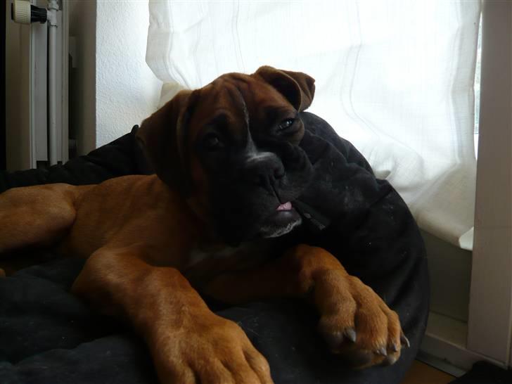 Boxer Tyson - Jeg elsker min kurv! billede 9