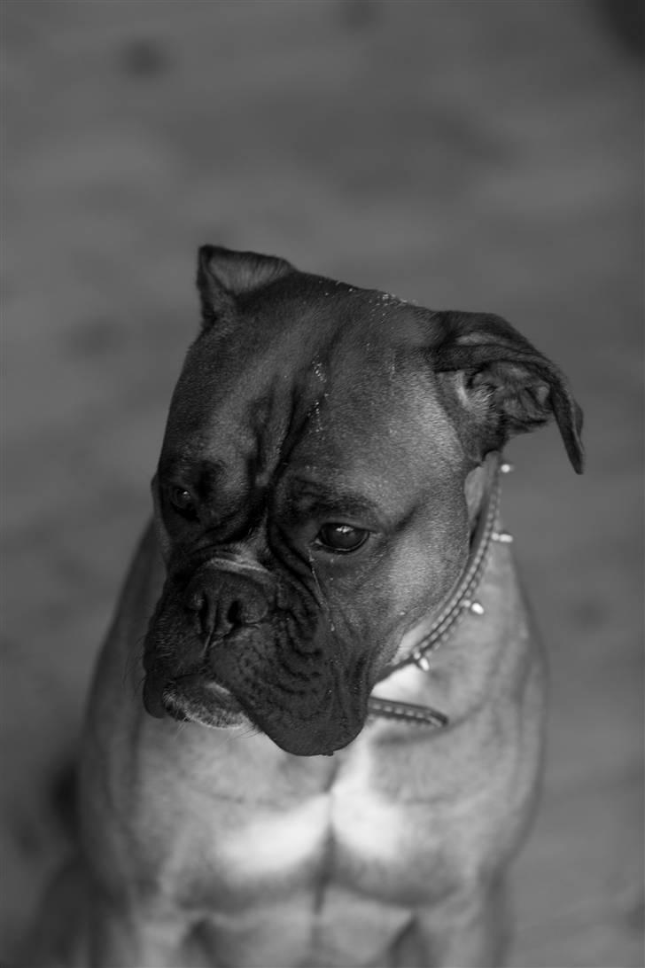 Boxer Tyson billede 10