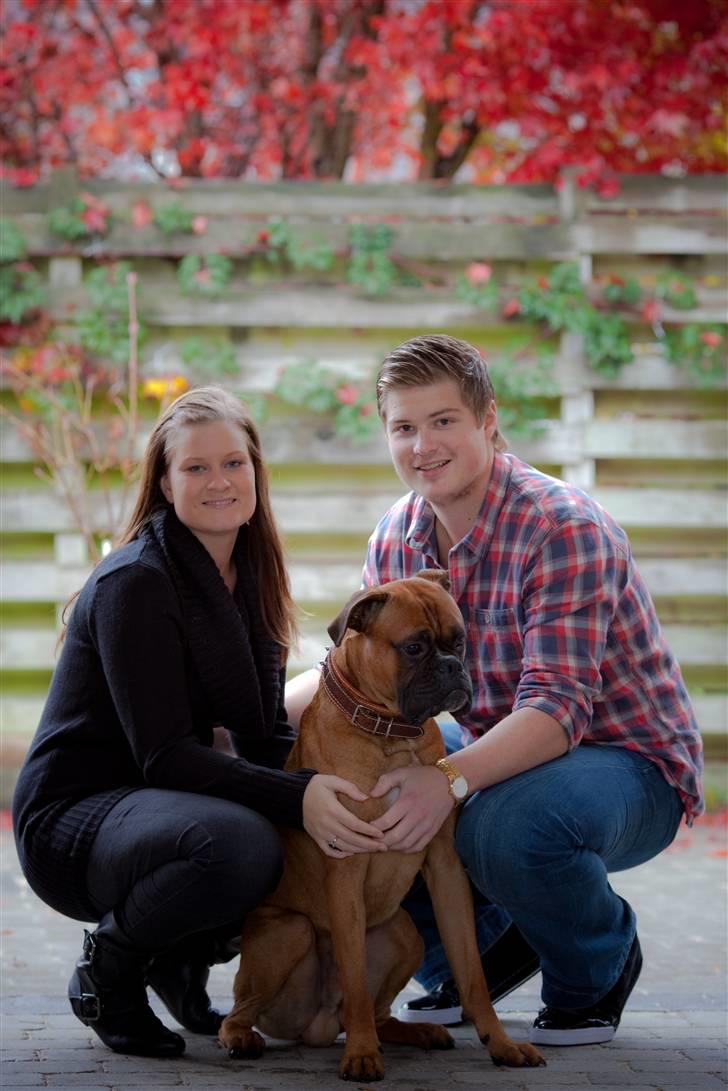 Boxer Tyson - Det fine familieportræt billede 11