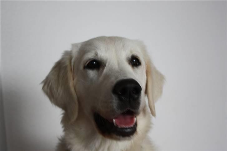 Golden retriever Nova - Jeg er blevet SÅ stor, for nu er jeg 6 mdr. billede 12