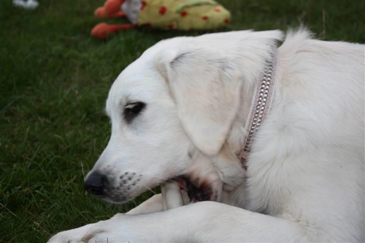 Golden retriever Nova - uhh.. Godt ben, bare Freia ikke ser mig billede 13