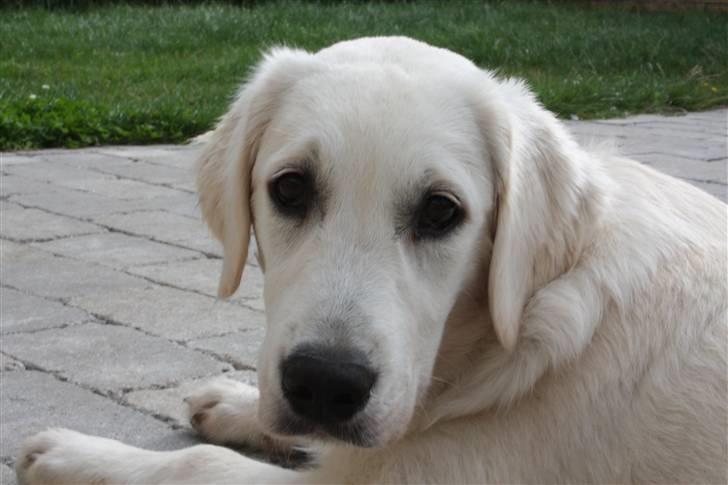 Golden retriever Nova - Hvad laver du moar? Jeg leger altså lige... billede 14