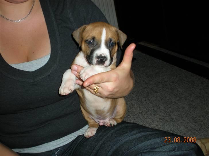 Amerikansk staffordshire terrier Django R.I.P Baby - 5 uger gammel. mors lille trold billede 2