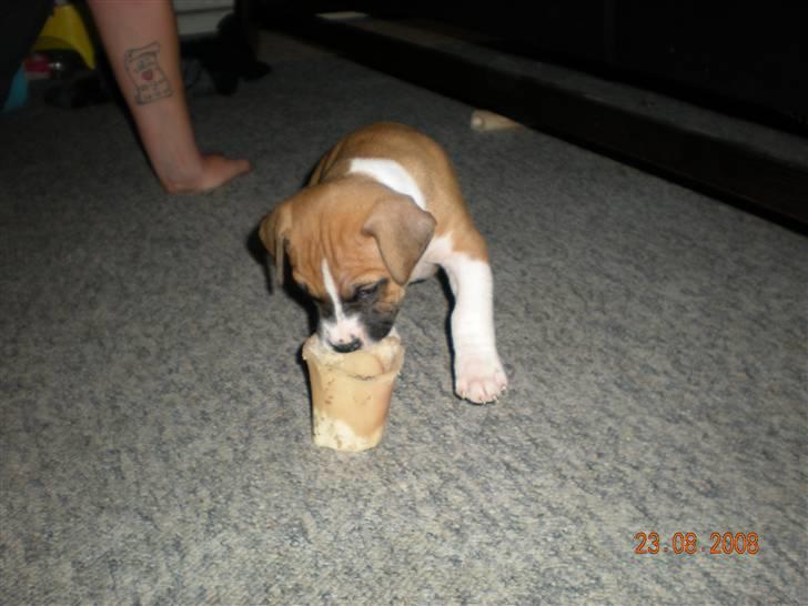 Amerikansk staffordshire terrier Django R.I.P Baby - så er han gået igang med kødbenen, kun 5 uger gammel.. billede 3