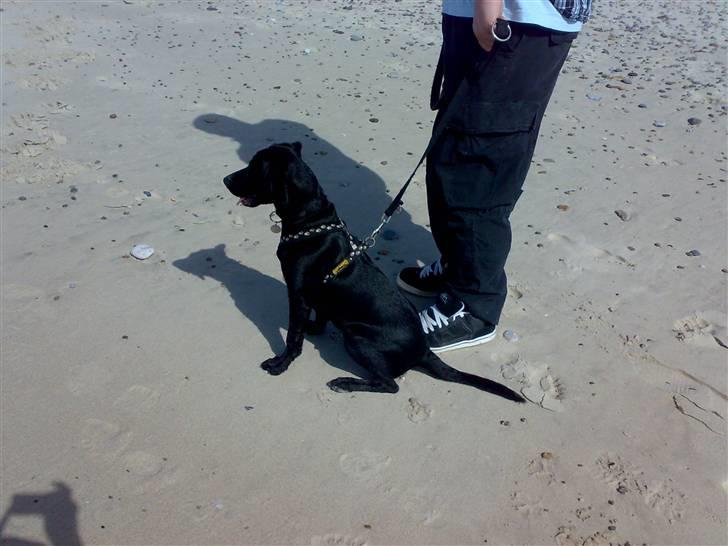 Labrador retriever Formel 1 - Becca - 20 uger - En tur ved Hvide Sande strand billede 6