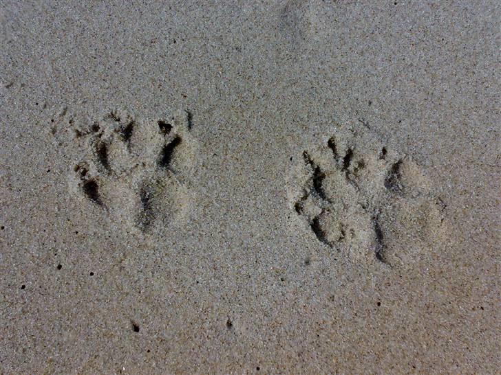 Labrador retriever Formel 1 - Becca billede 7