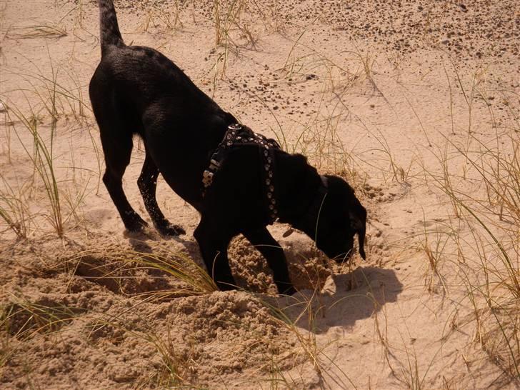 Labrador retriever Formel 1 - Becca - 20 uger billede 8