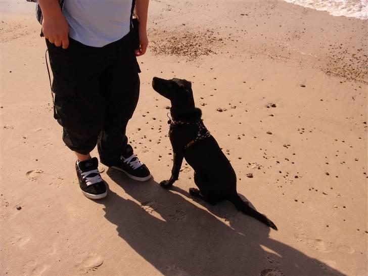 Labrador retriever Formel 1 - Becca - 20 uger billede 9