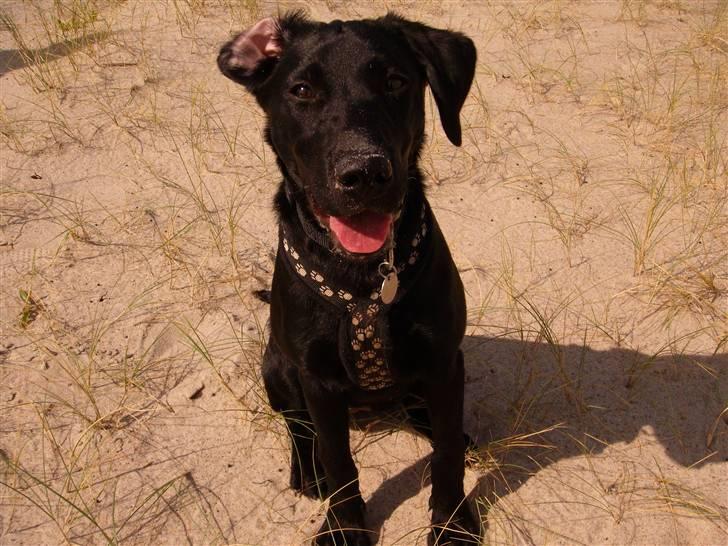 Labrador retriever Formel 1 - Becca - 20 uger billede 10