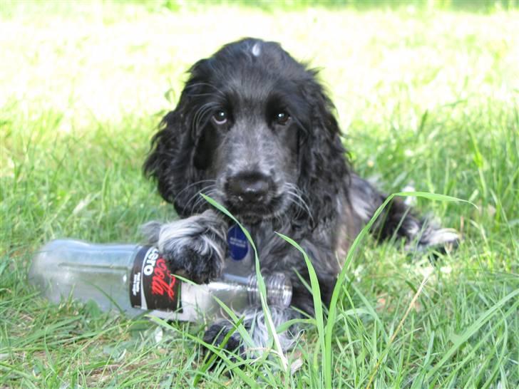 Cocker spaniel Basil billede 10
