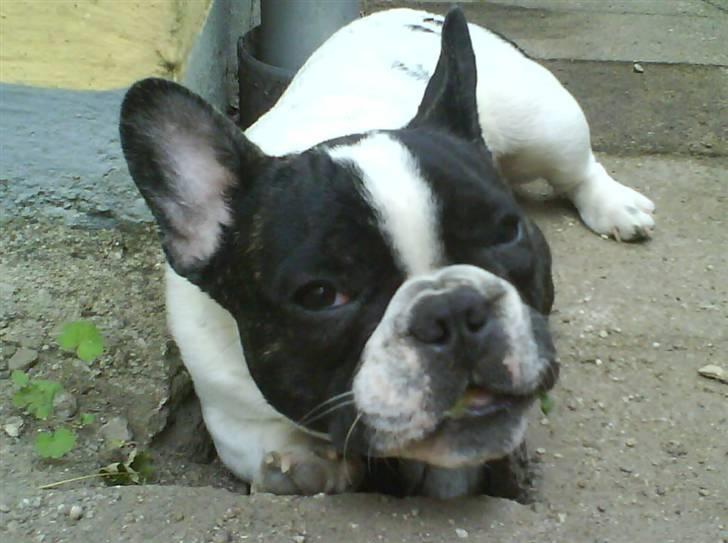 Fransk bulldog Charlie - Grumpy - De farlige blade skal bare gnaskes på......gumle gumle billede 19