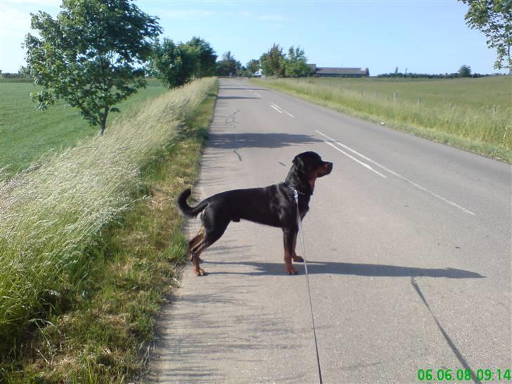 Rottweiler bosso billede 13