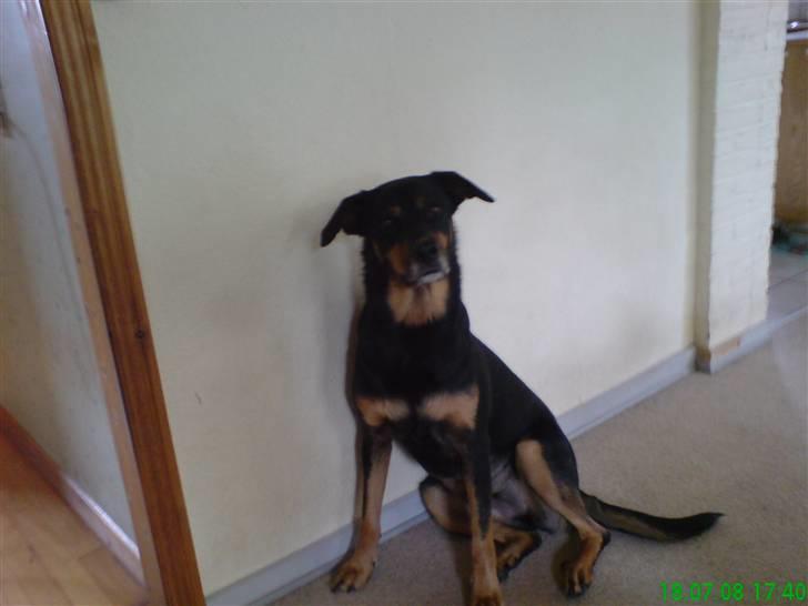 Rottweiler bosso - dette er min anden hund simba billede 14