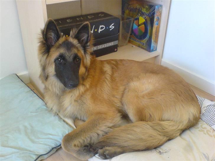 Tervueren Amanda billede 1