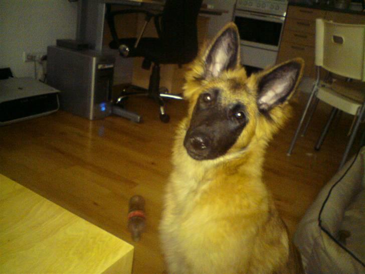 Tervueren Amanda billede 2