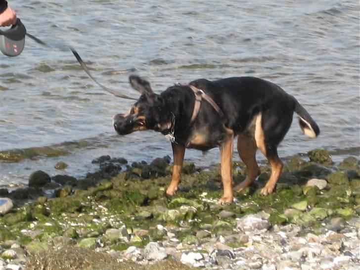 Blanding af racer Mikey - "Ryster liige det værste vand af mig" - For én gangs skyld IKKE i bilen. billede 18